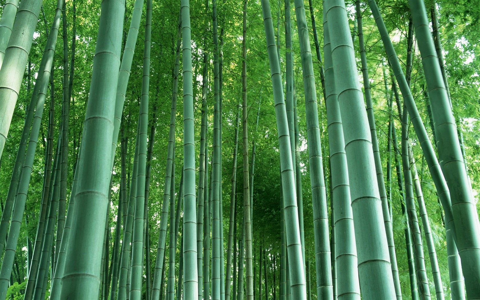 Papel tapiz verde de bambú #3 - 1680x1050