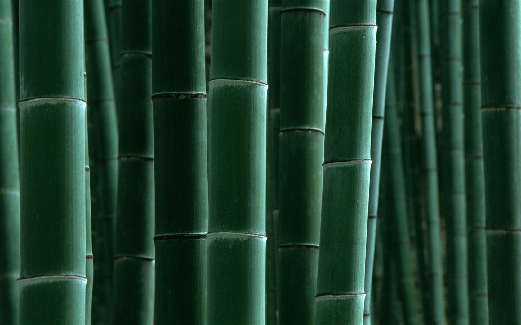 Papel tapiz verde de bambú #16 - 1680x1050