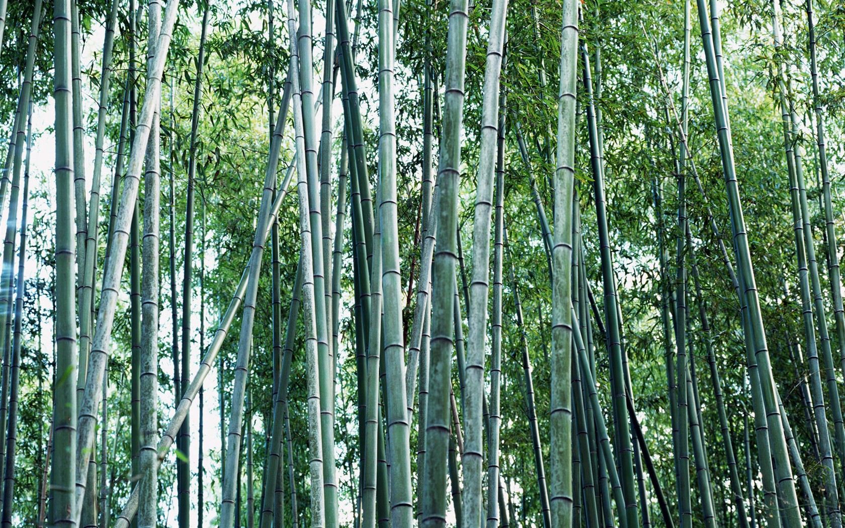 Green bamboo wallpaper #18 - 1680x1050