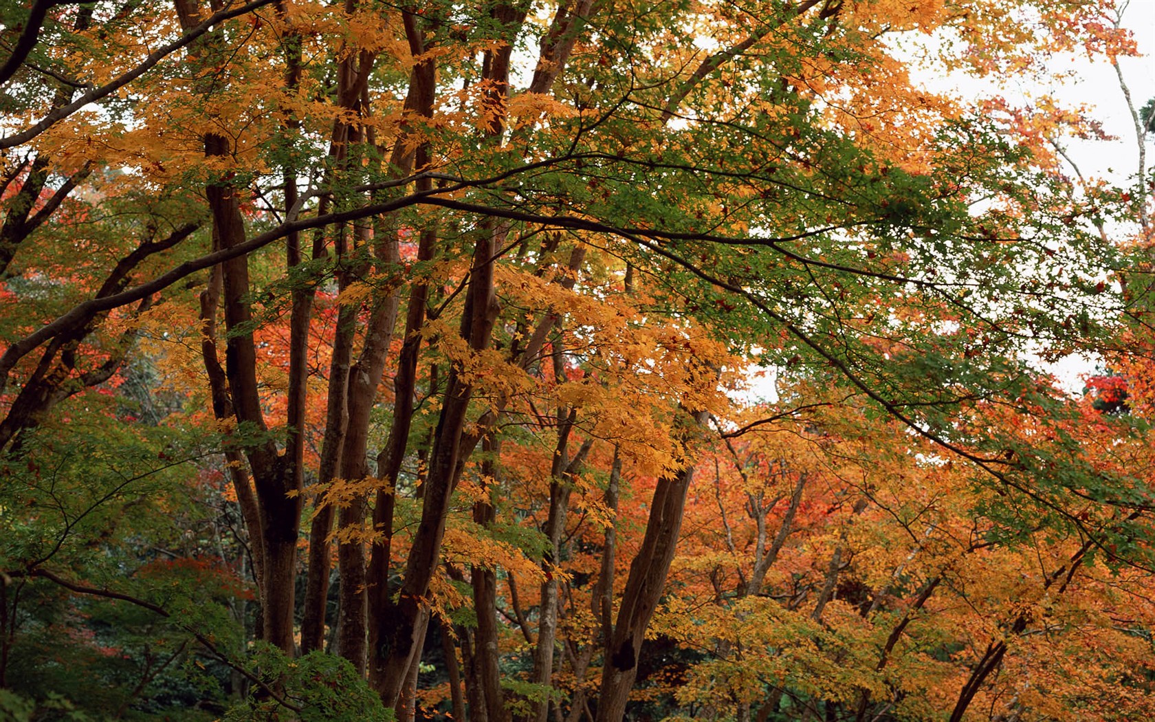紅葉高清壁紙專輯 #5 - 1680x1050