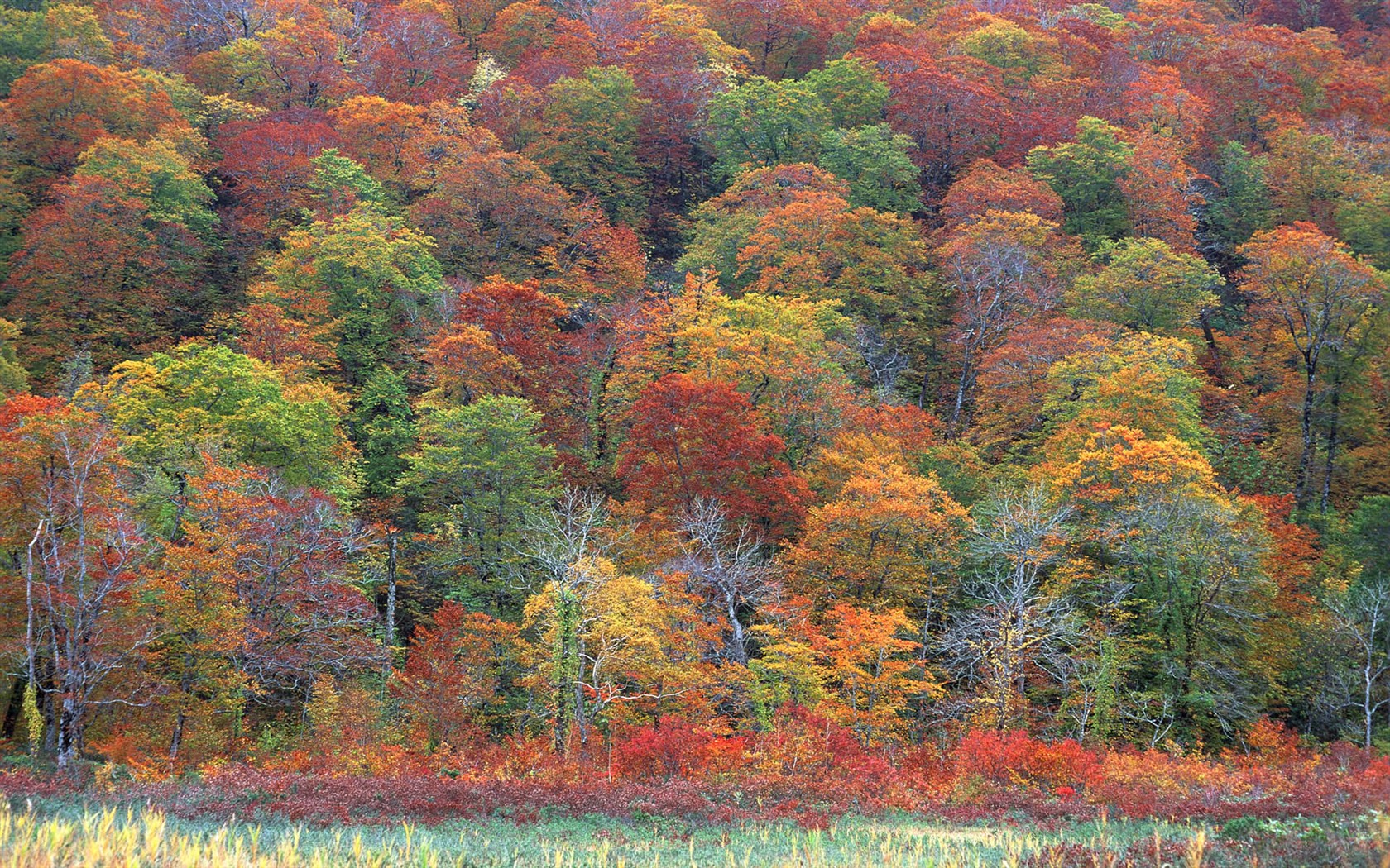 紅葉高清壁紙專輯 #6 - 1680x1050