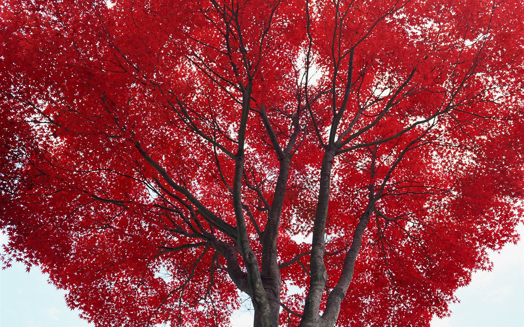 Leaves HD Wallpapers Album #14 - 1680x1050