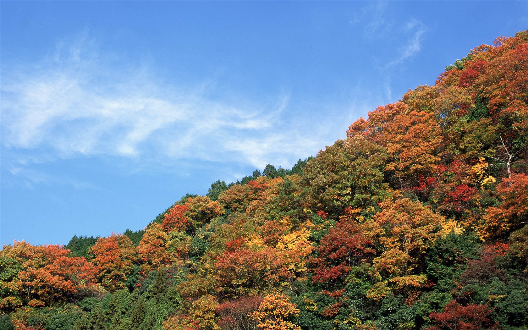 Leaves HD Wallpapers Album #23 - 1680x1050