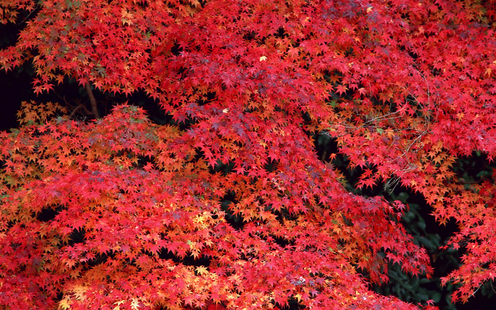 Leaves HD Wallpapers Album #24 - 1680x1050