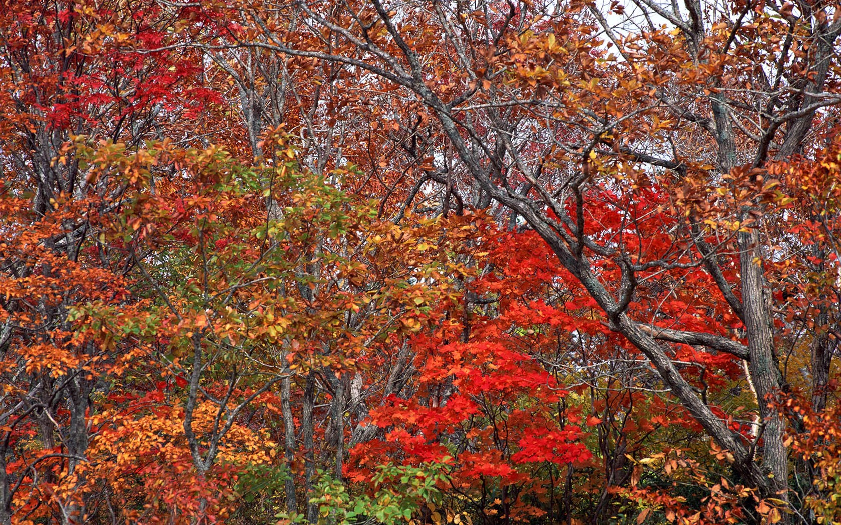 Leaves HD Wallpapers Album #33 - 1680x1050