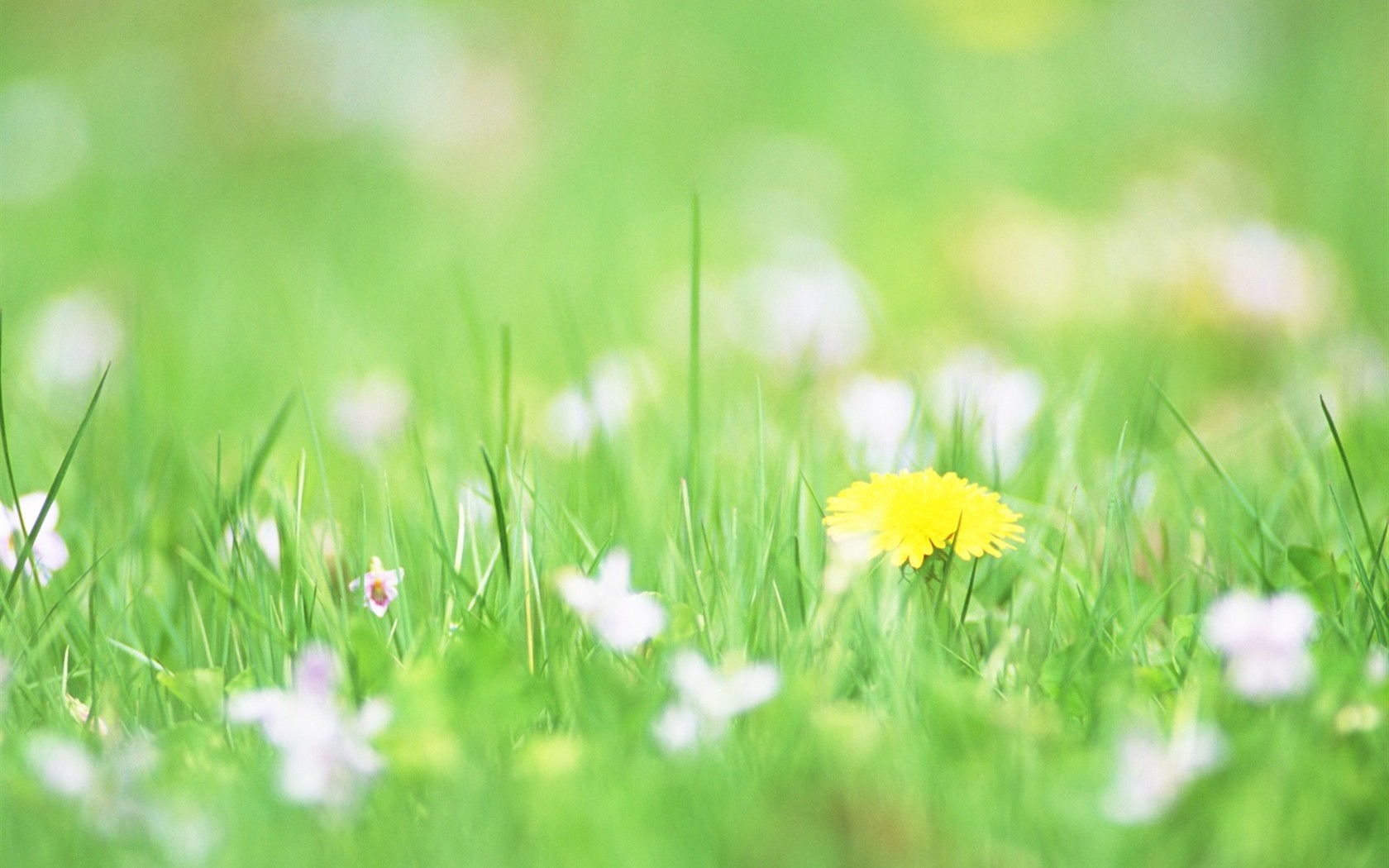 Soft Focus Flower Wallpaper #4 - 1680x1050