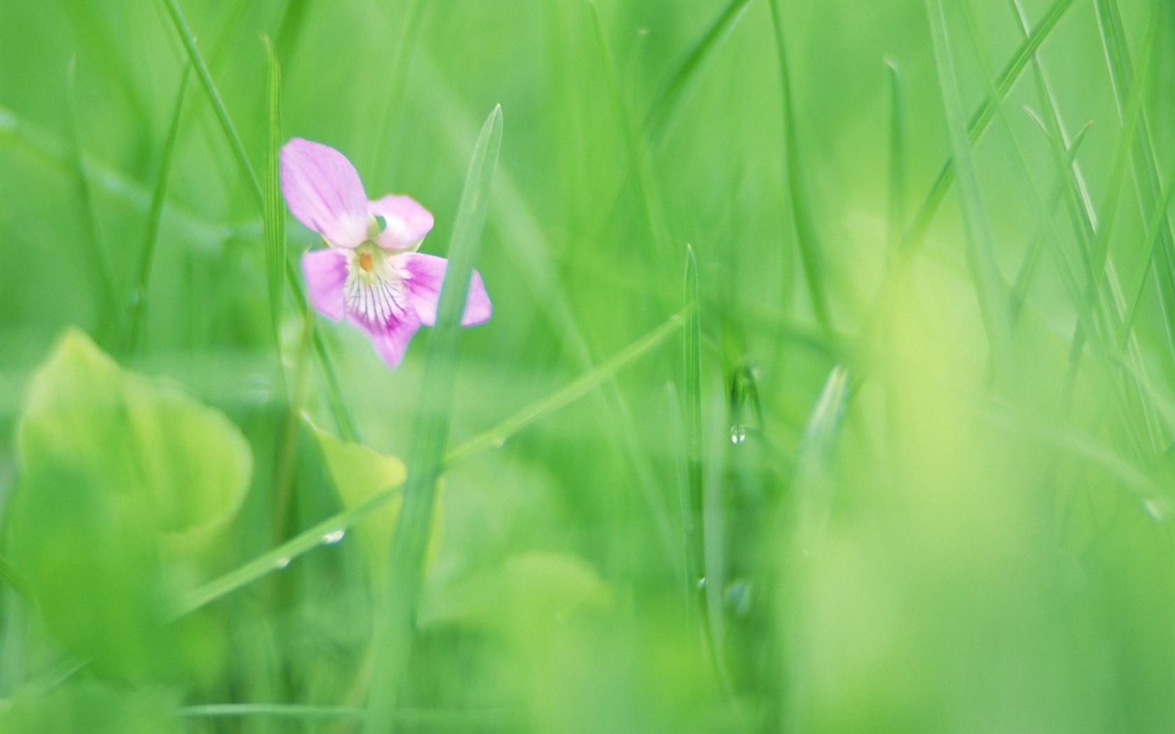 Soft Focus květina Tapeta #9 - 1680x1050