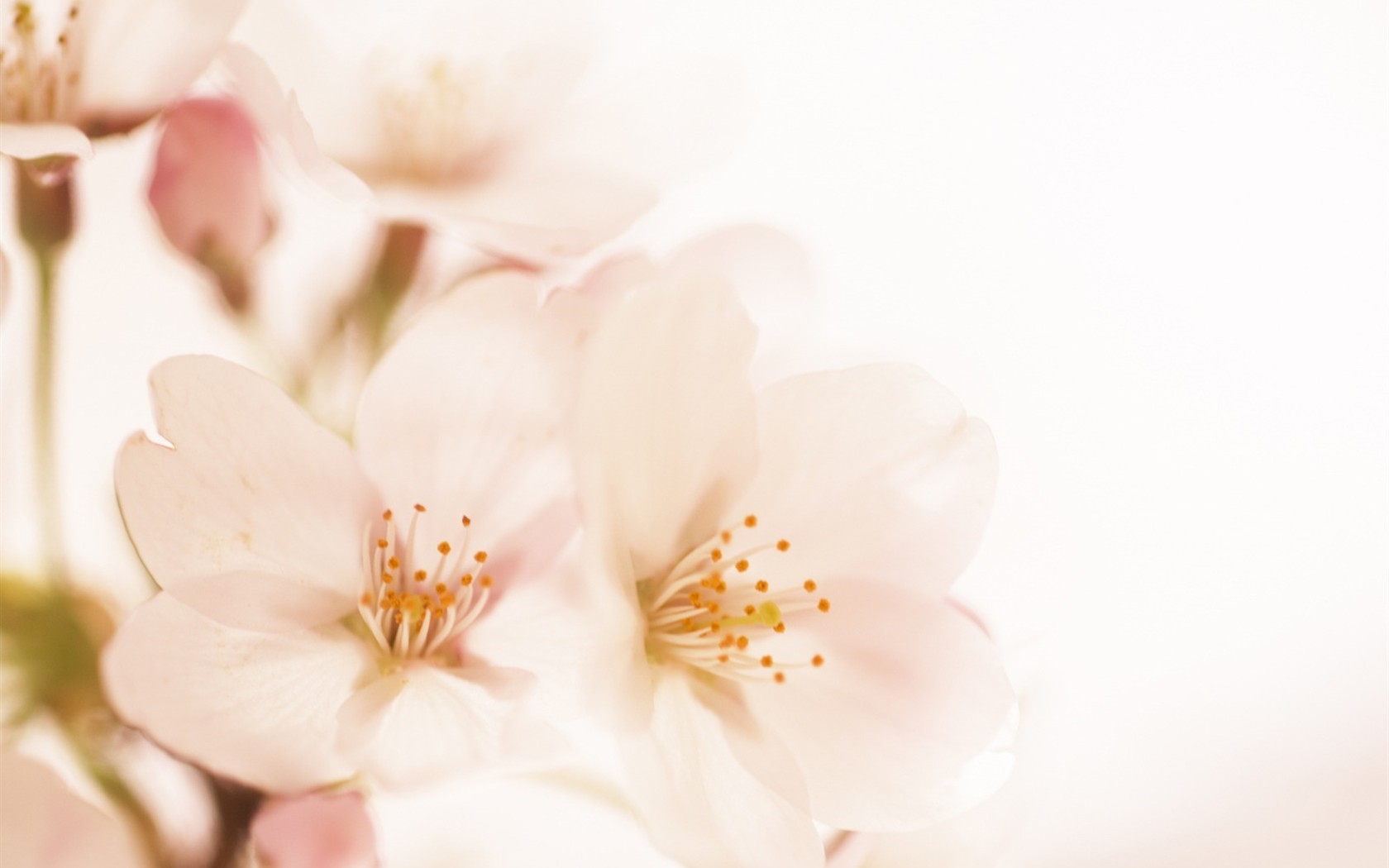 Fond d'écran Flower Soft Focus #15 - 1680x1050