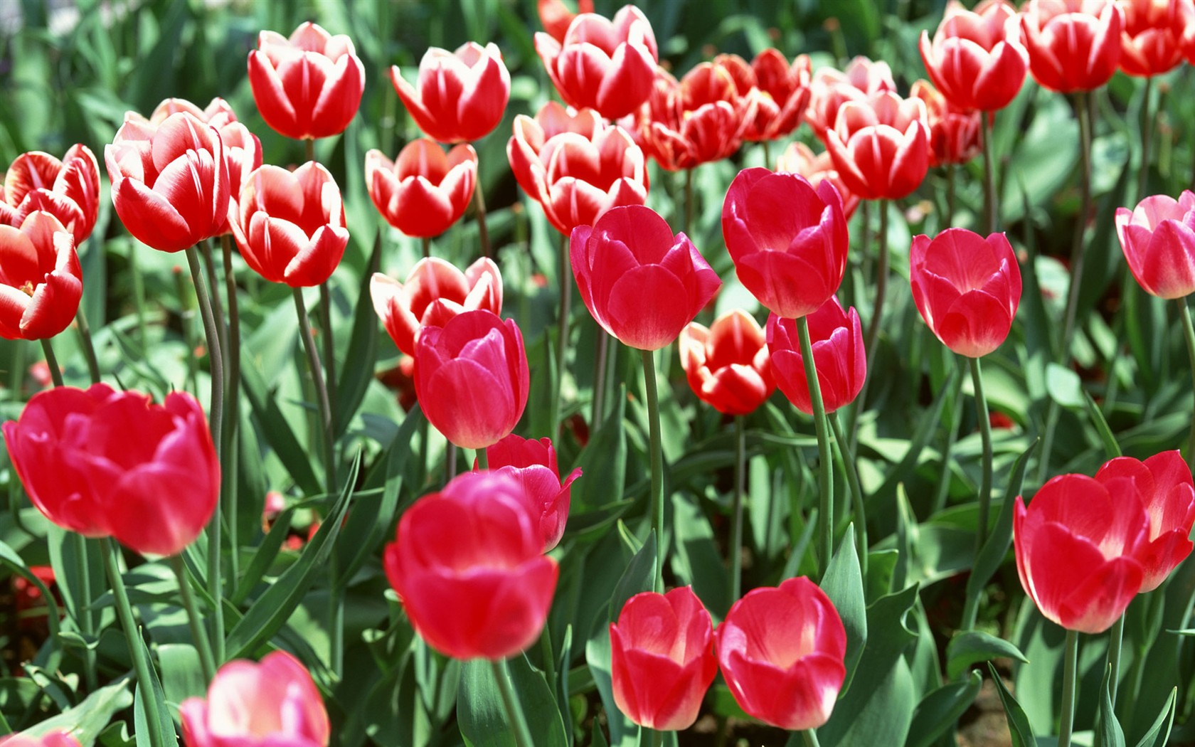 Tulip HD Wallpapers Album #3 - 1680x1050