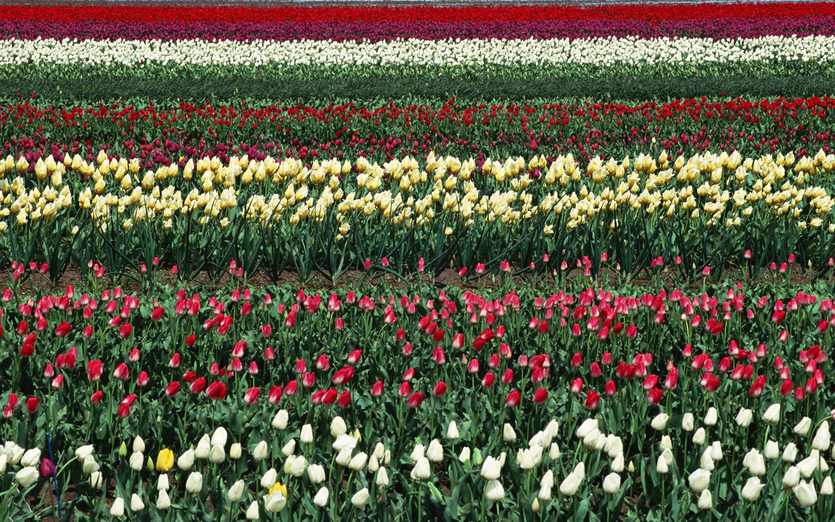 Tulip HD Album Fonds d'écran #5 - 1680x1050