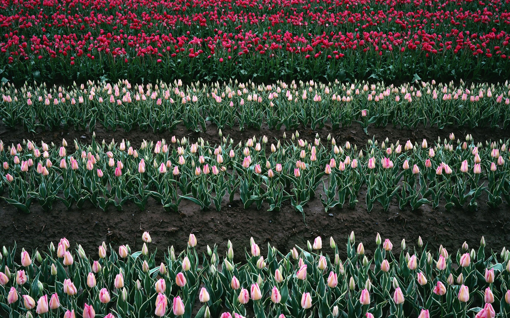 Tulip HD Tapety Album #6 - 1680x1050