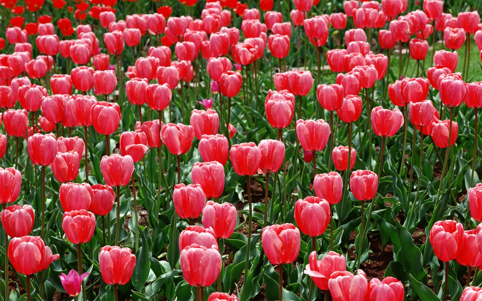 Tulip HD Tapety Album #12 - 1680x1050