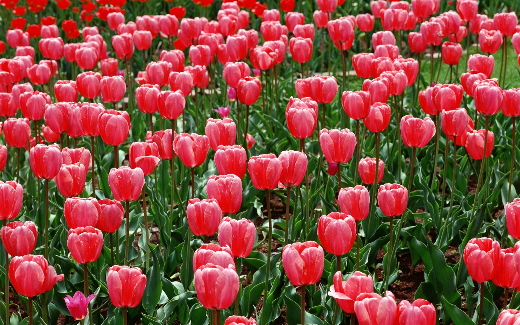 Tulip HD Wallpapers Album #12 - 1680x1050