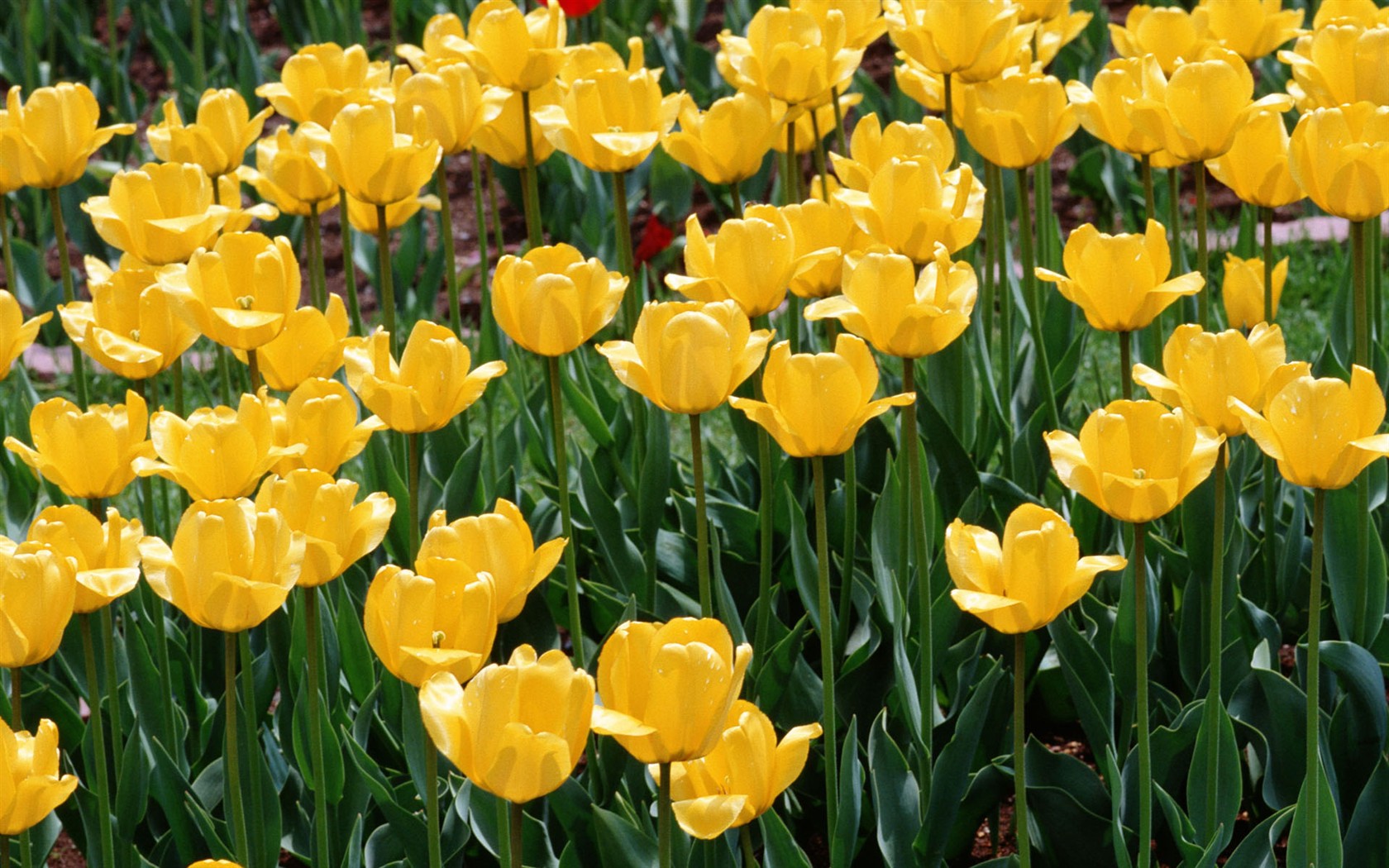 Tulip HD Tapety Album #13 - 1680x1050