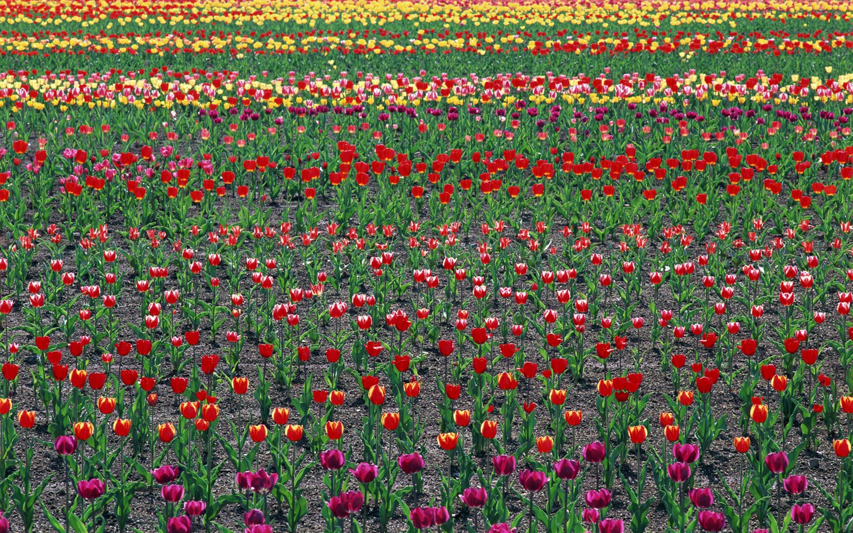 Tulip HD Tapety Album #18 - 1680x1050