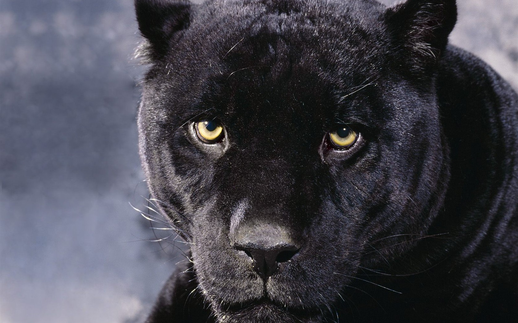 Animal Wallpaper Collection (4) #11 - 1680x1050