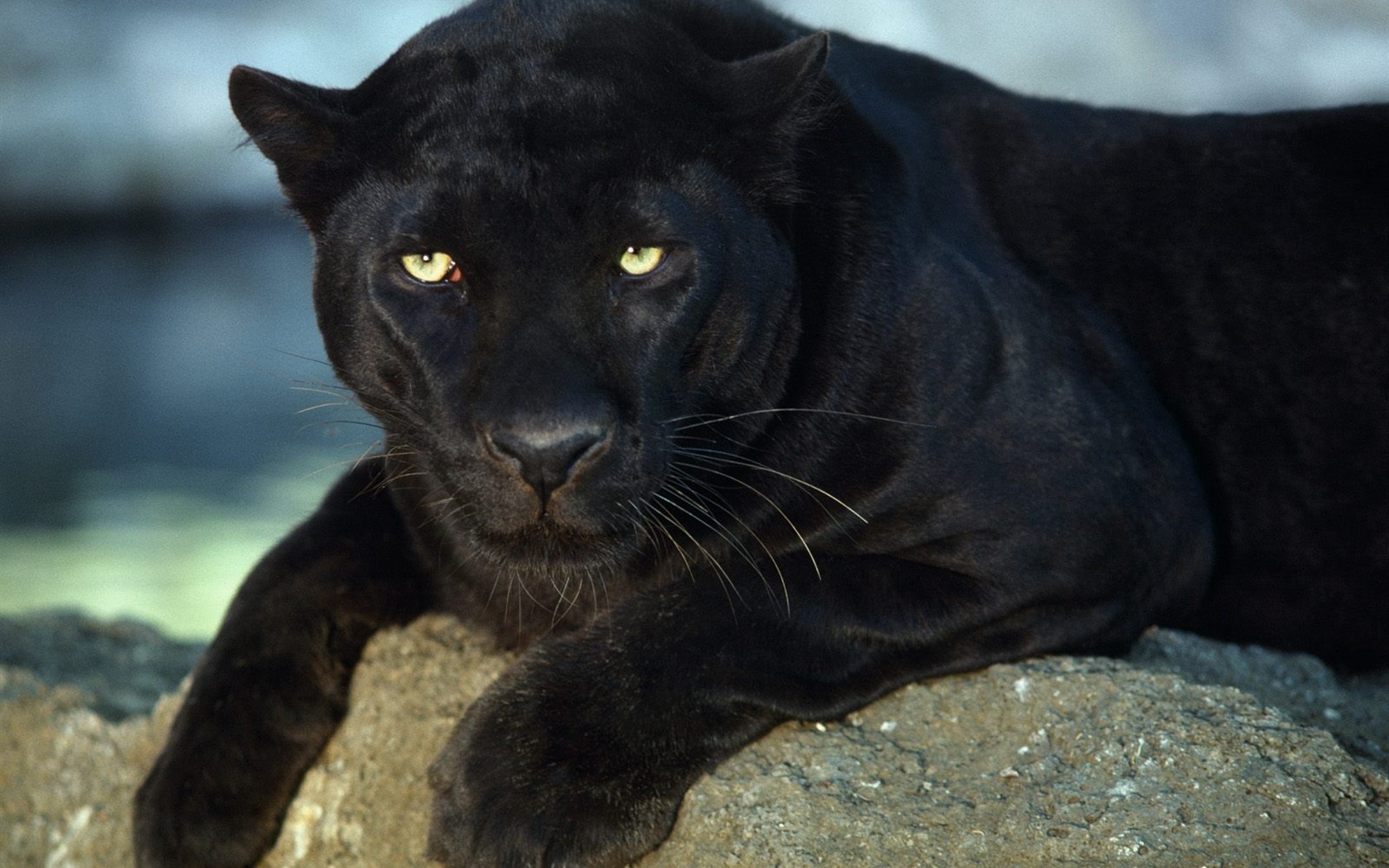 Animal Wallpaper Collection (4) #20 - 1680x1050
