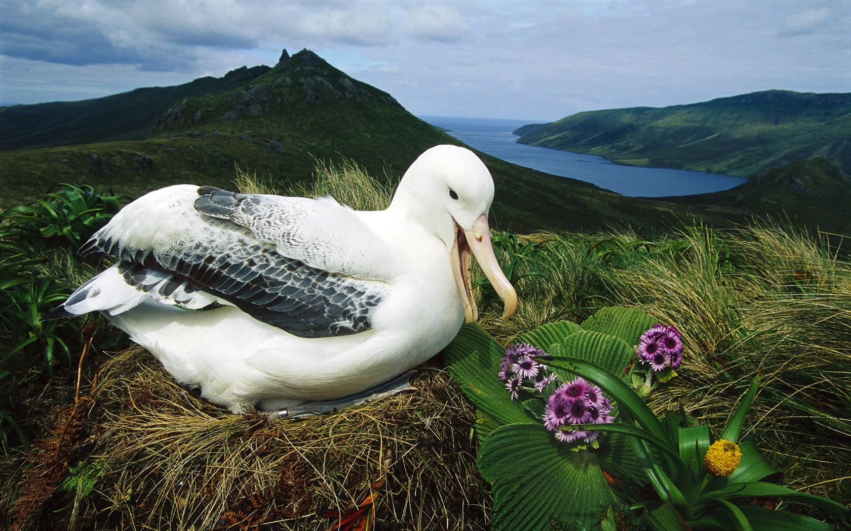 HD Wallpapers Birds Photo #36 - 1680x1050