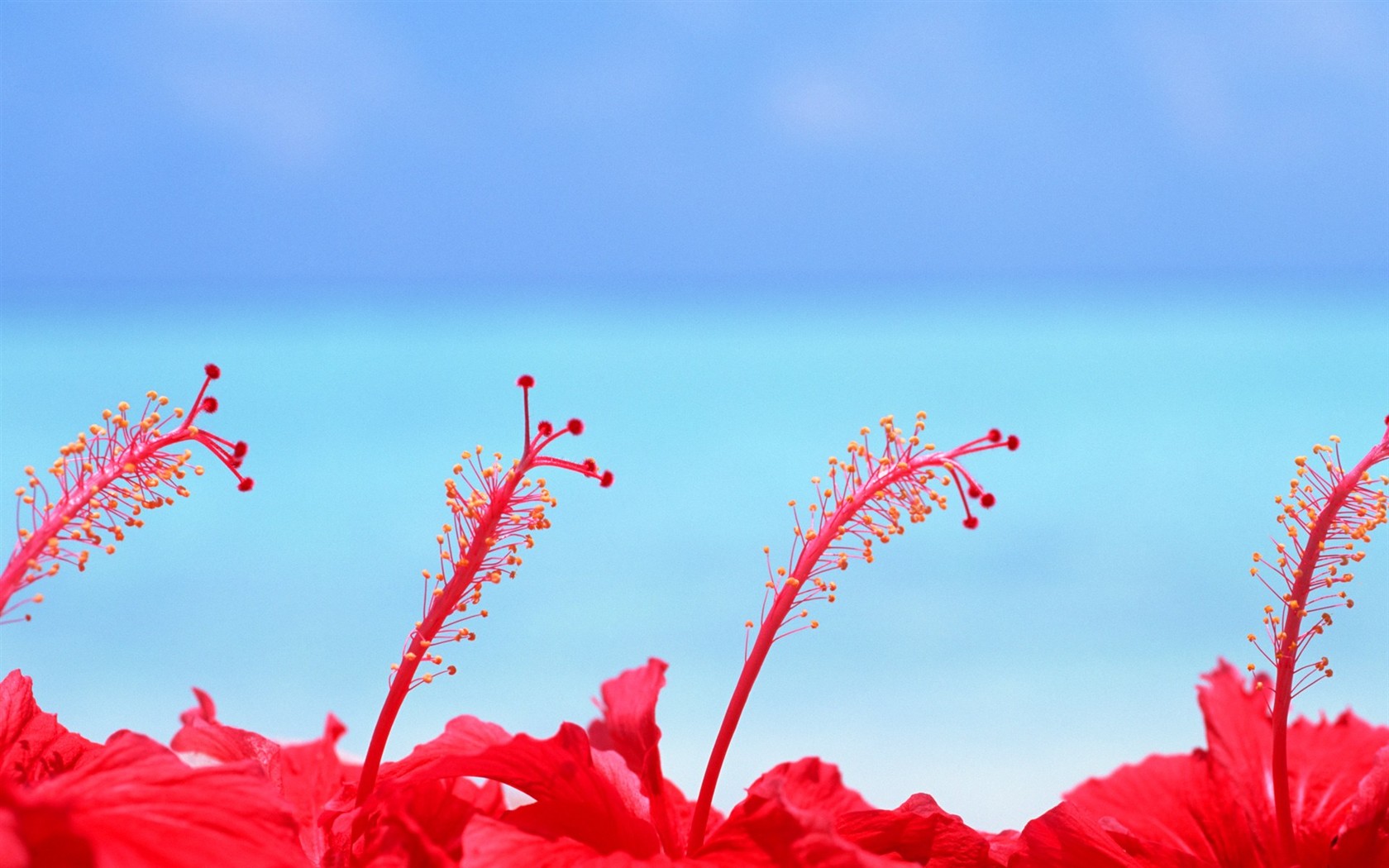 Maledivy vody a modrou oblohu #8 - 1680x1050