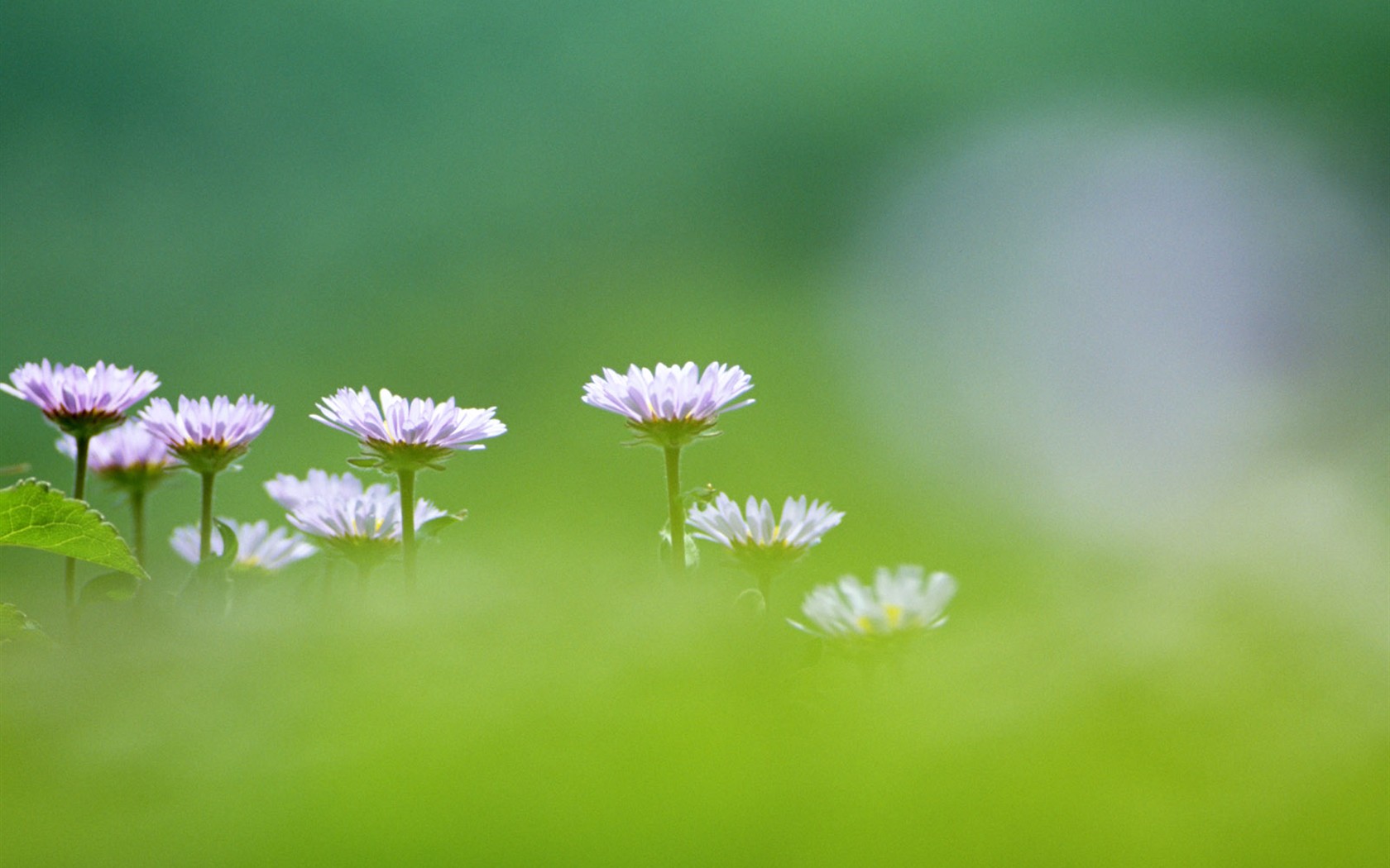 Wildflower Desktop Wallpaper #3 - 1680x1050