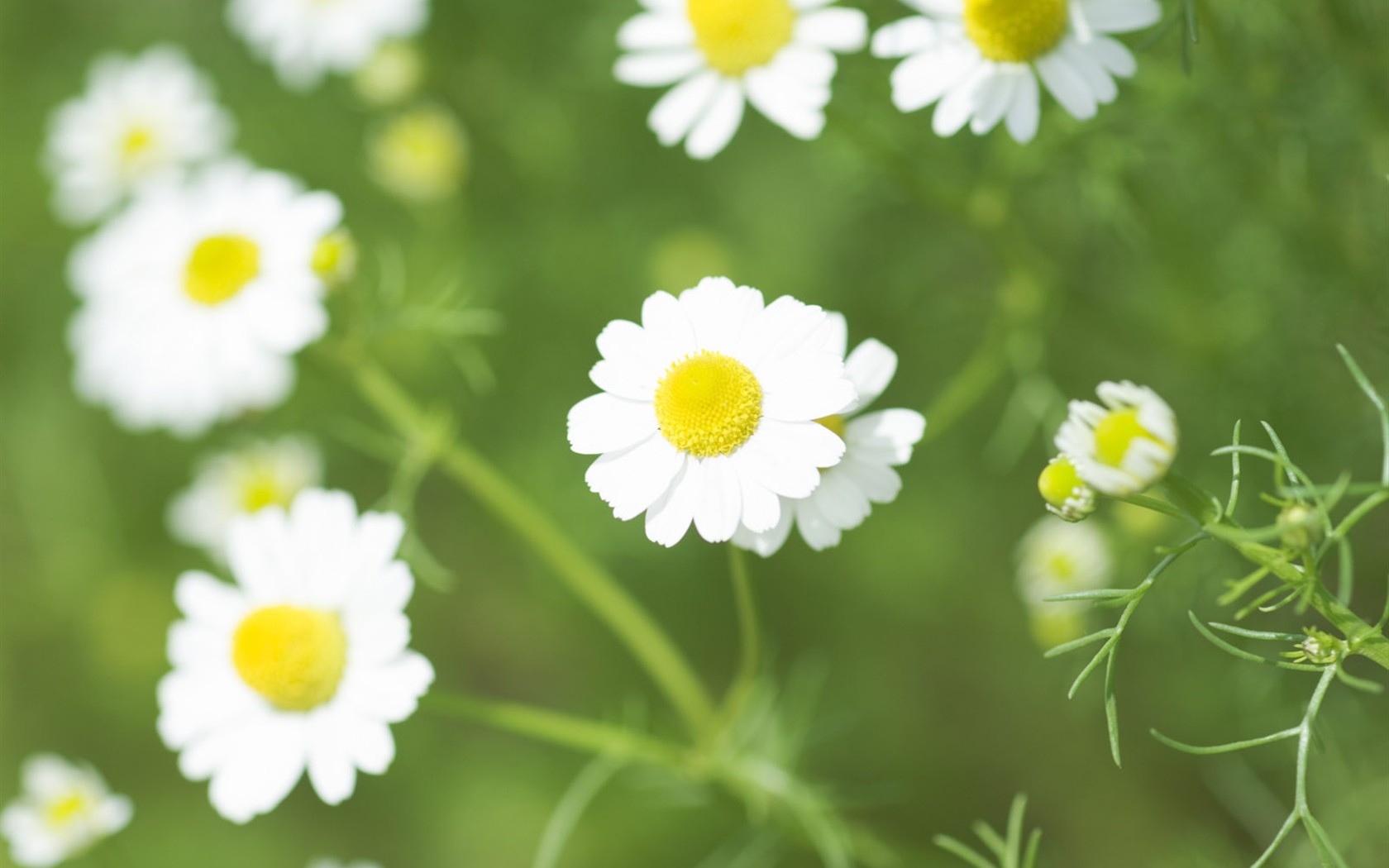 wildflower Tapety na plochu #11 - 1680x1050