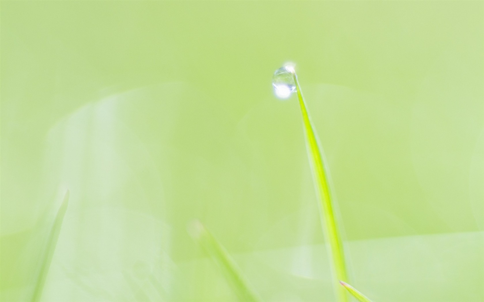 Fresh green leaf wallpaper (1) #3 - 1680x1050