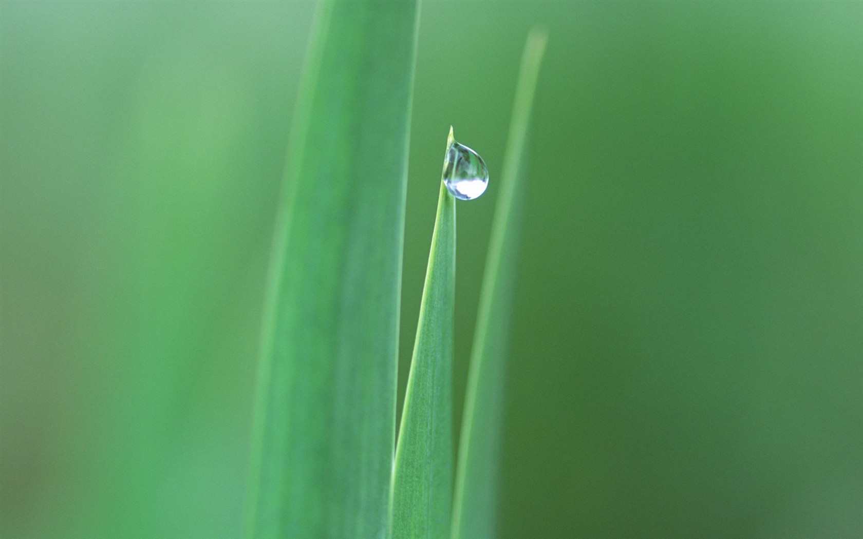 Fresh green leaf wallpaper (1) #7 - 1680x1050