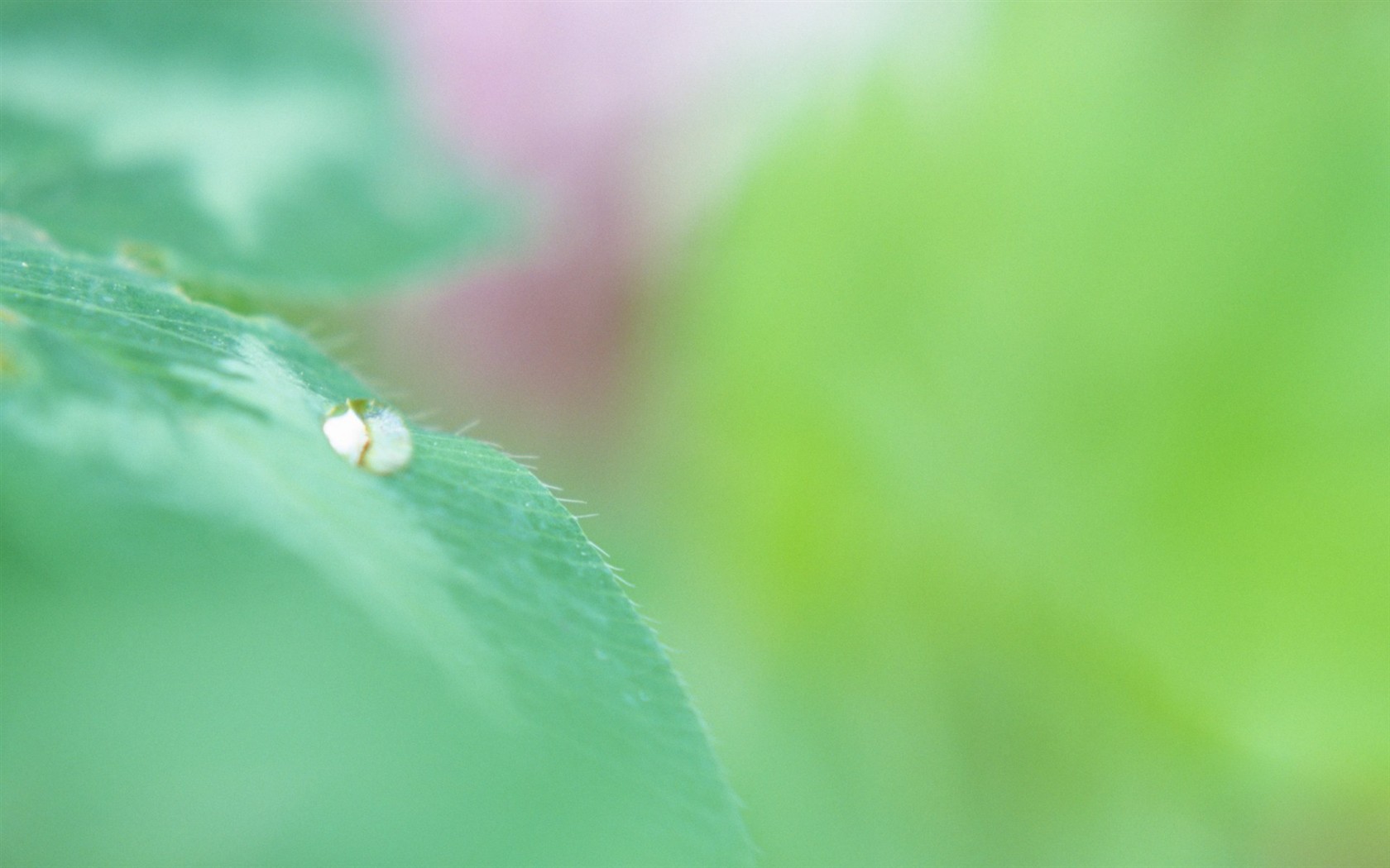 Fresh green leaf wallpaper (1) #10 - 1680x1050