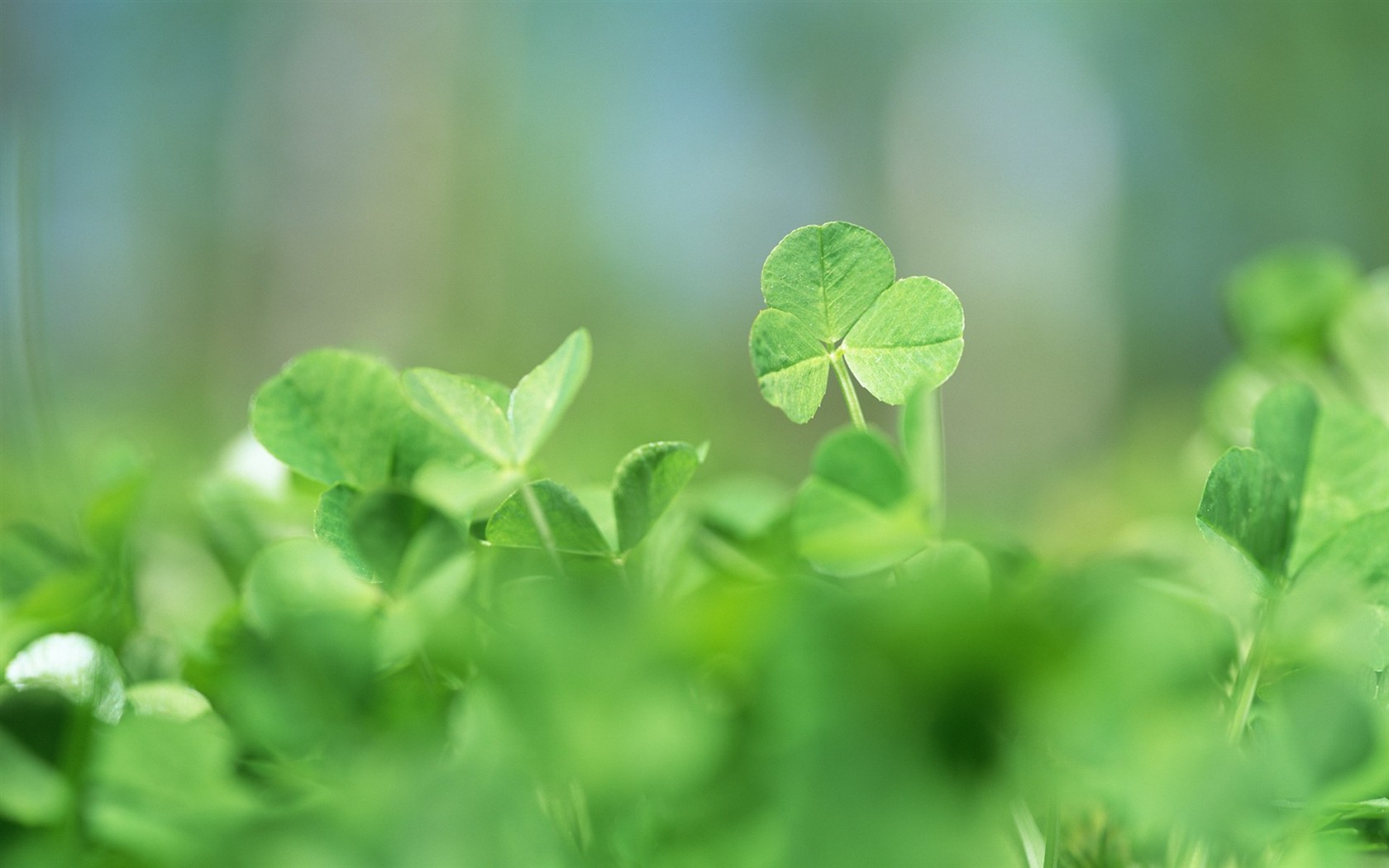 Fresh green leaf wallpaper (1) #12 - 1680x1050