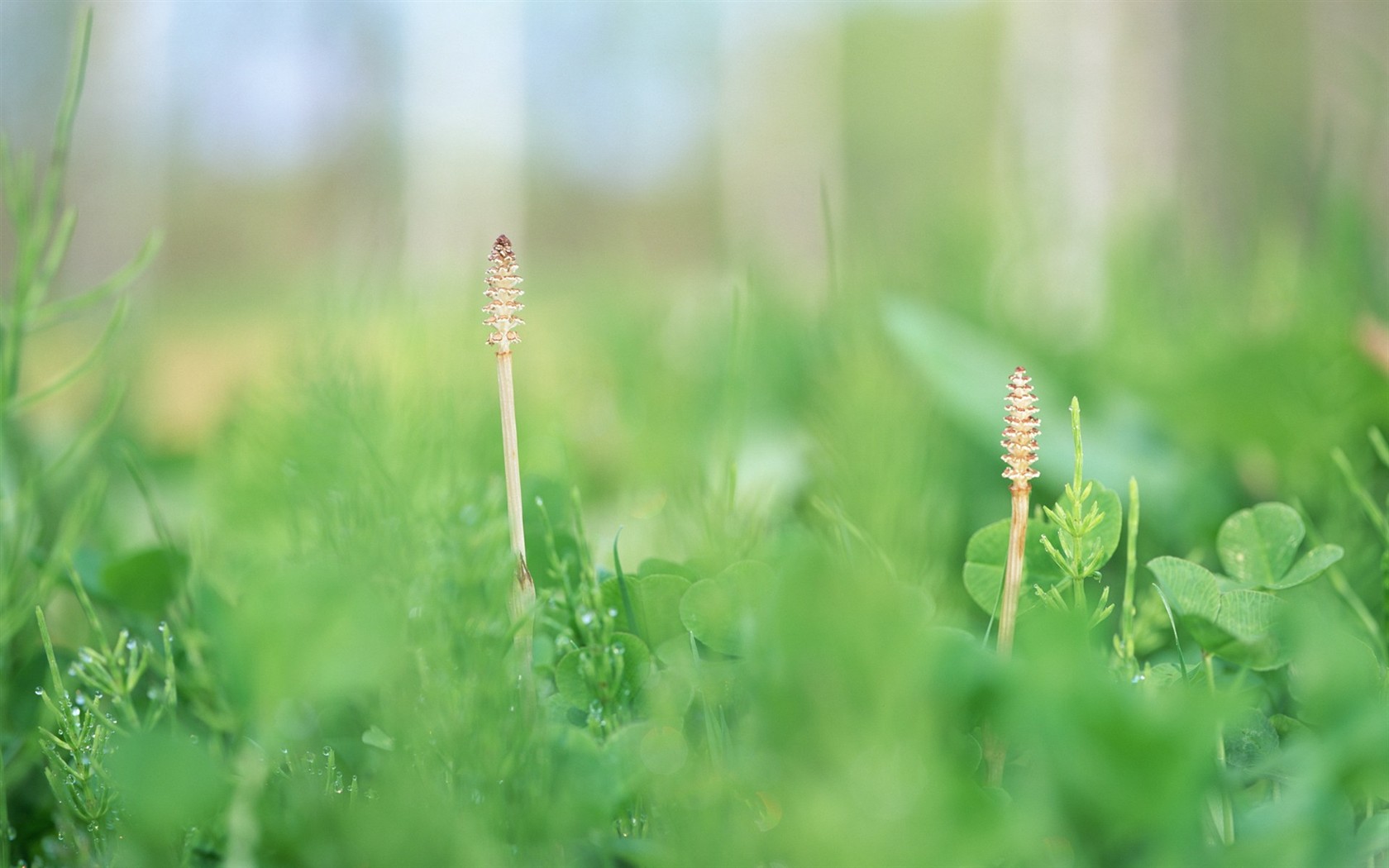 Fresh green leaf wallpaper (1) #18 - 1680x1050