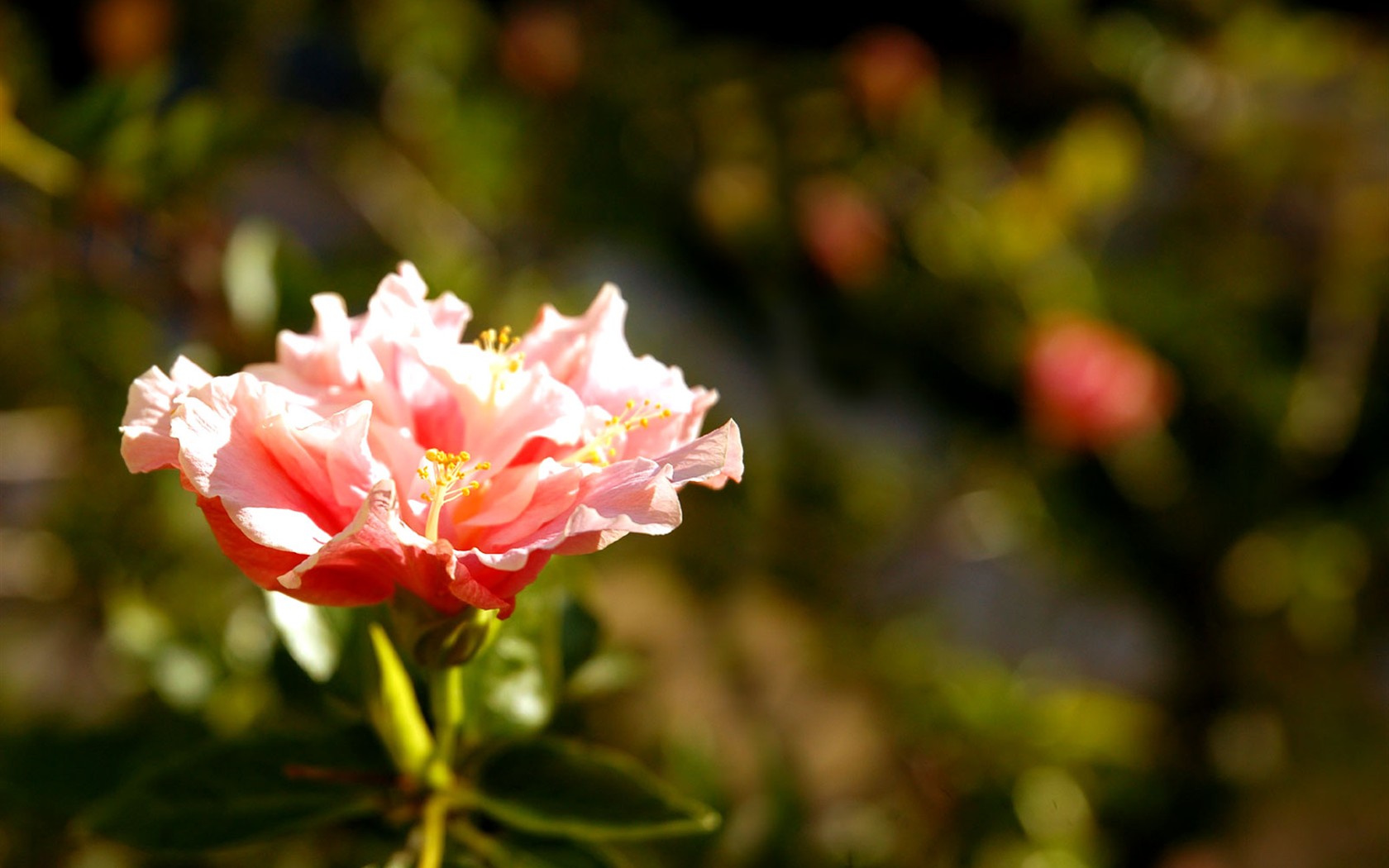 Belles fleurs fonds d'écran (1) #37 - 1680x1050