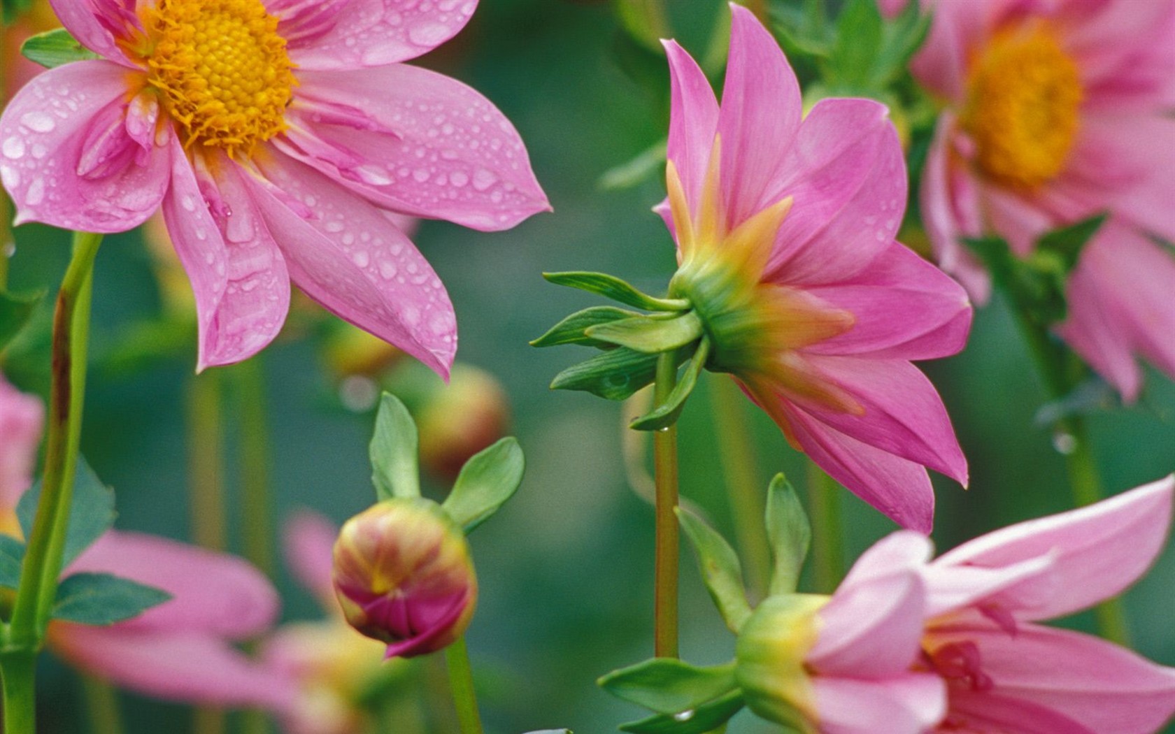 Beautiful Flowers wallpaper (1) #1 - 1680x1050