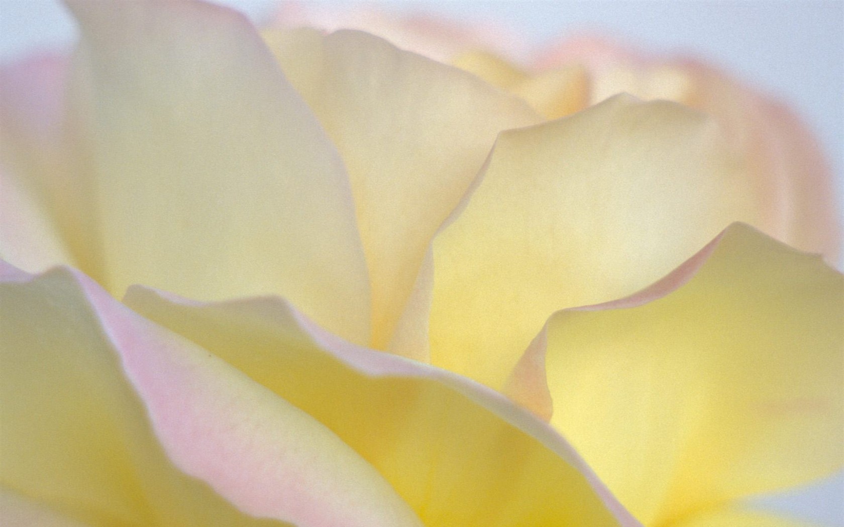 Beautiful Flowers wallpaper (2) #5 - 1680x1050