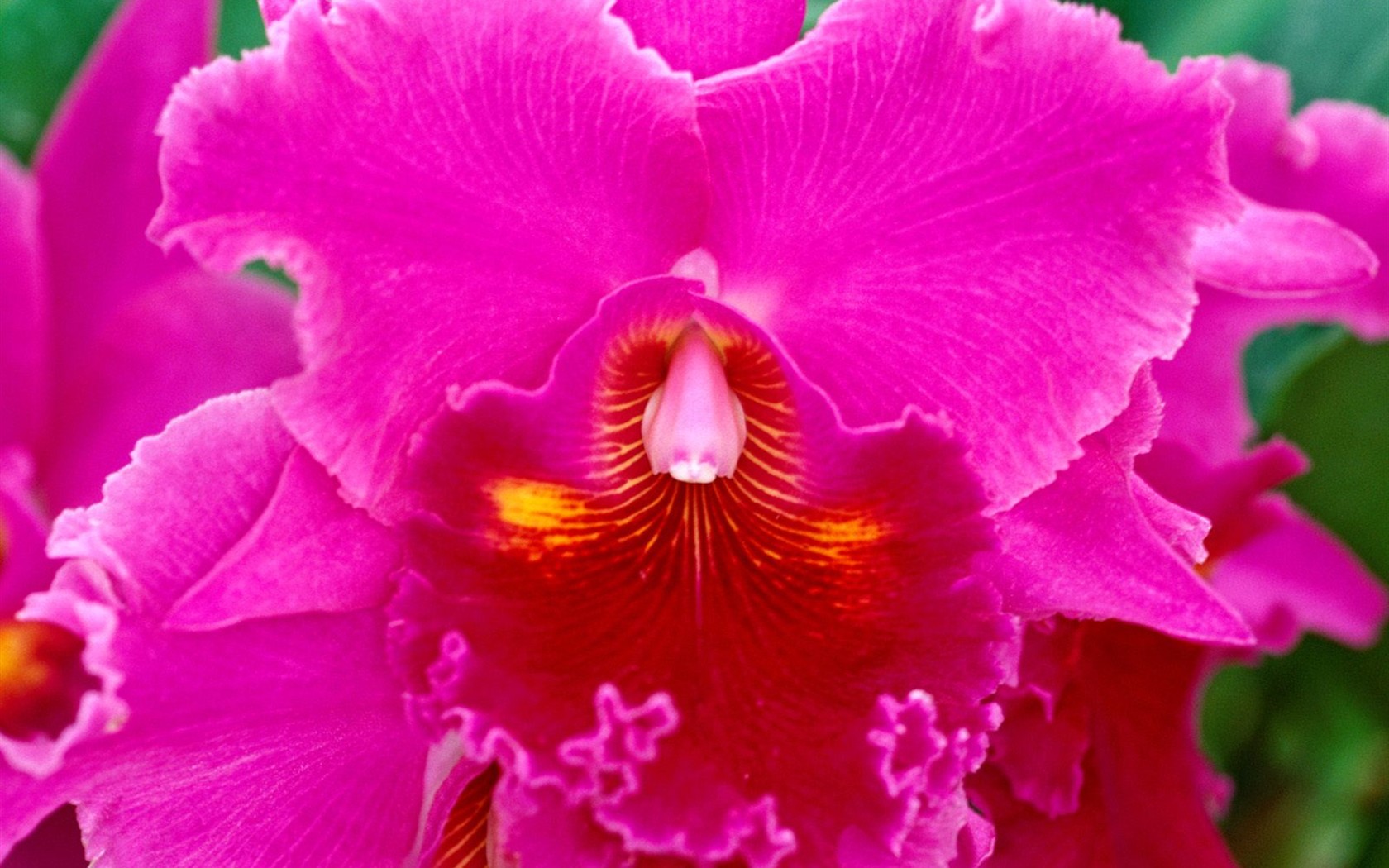 Beautiful Flowers wallpaper (2) #12 - 1680x1050
