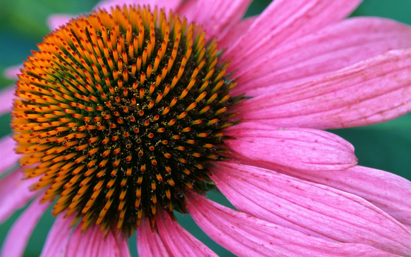 krásné květiny tapety (2) #23 - 1680x1050
