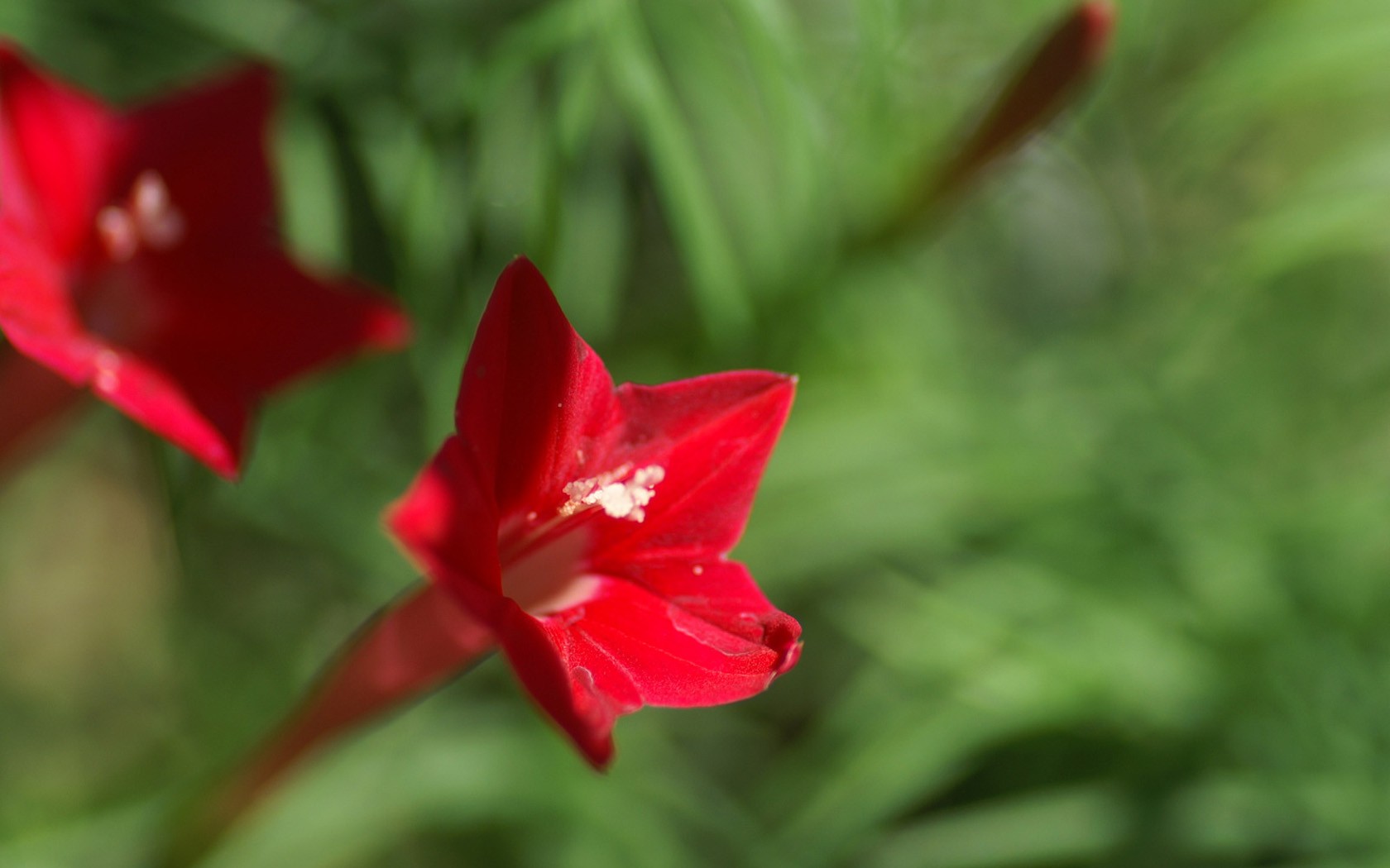 Brilliant flowers close-up wallpaper #20 - 1680x1050