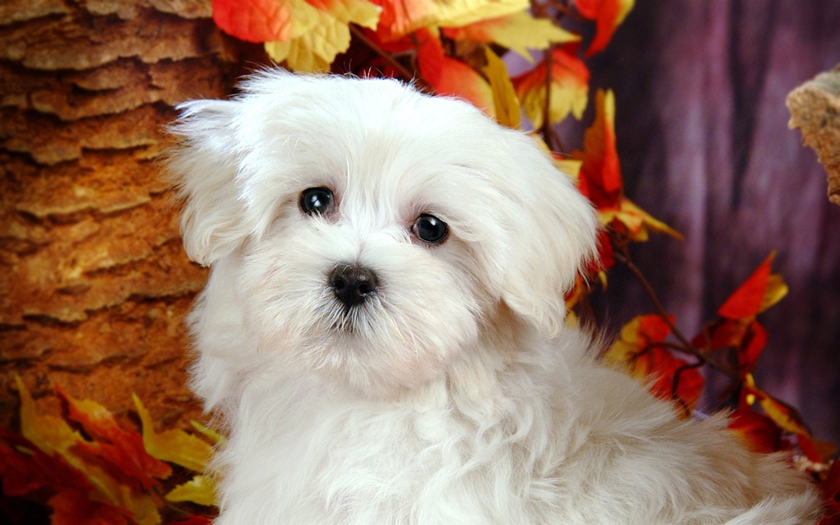 Fluffy pejsek wallpaper #10 - 1680x1050