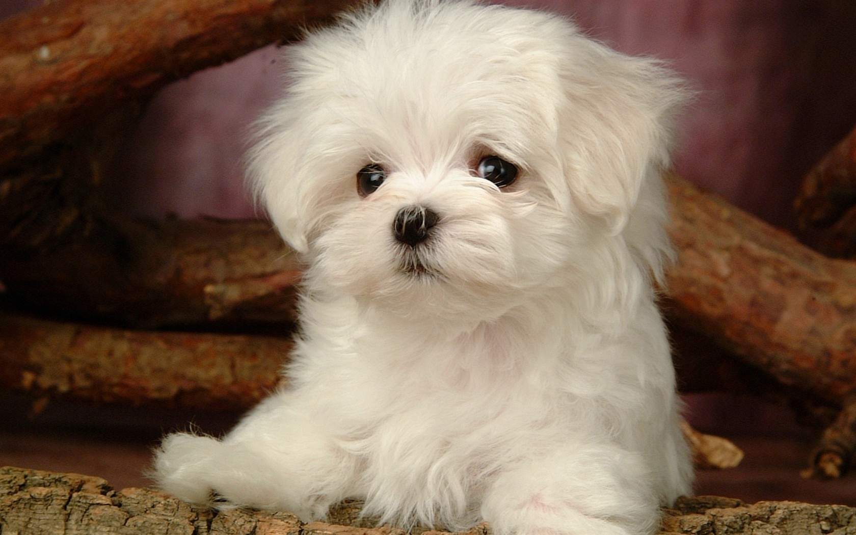 Fluffy pejsek wallpaper #12 - 1680x1050