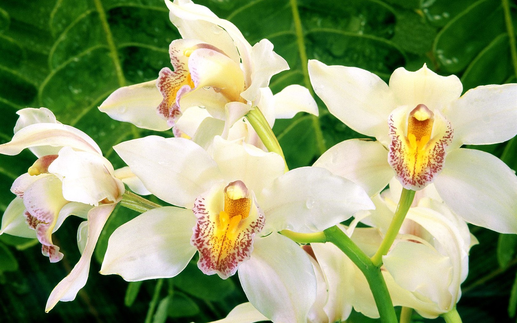 Beautiful Flowers wallpaper (3) #1 - 1680x1050