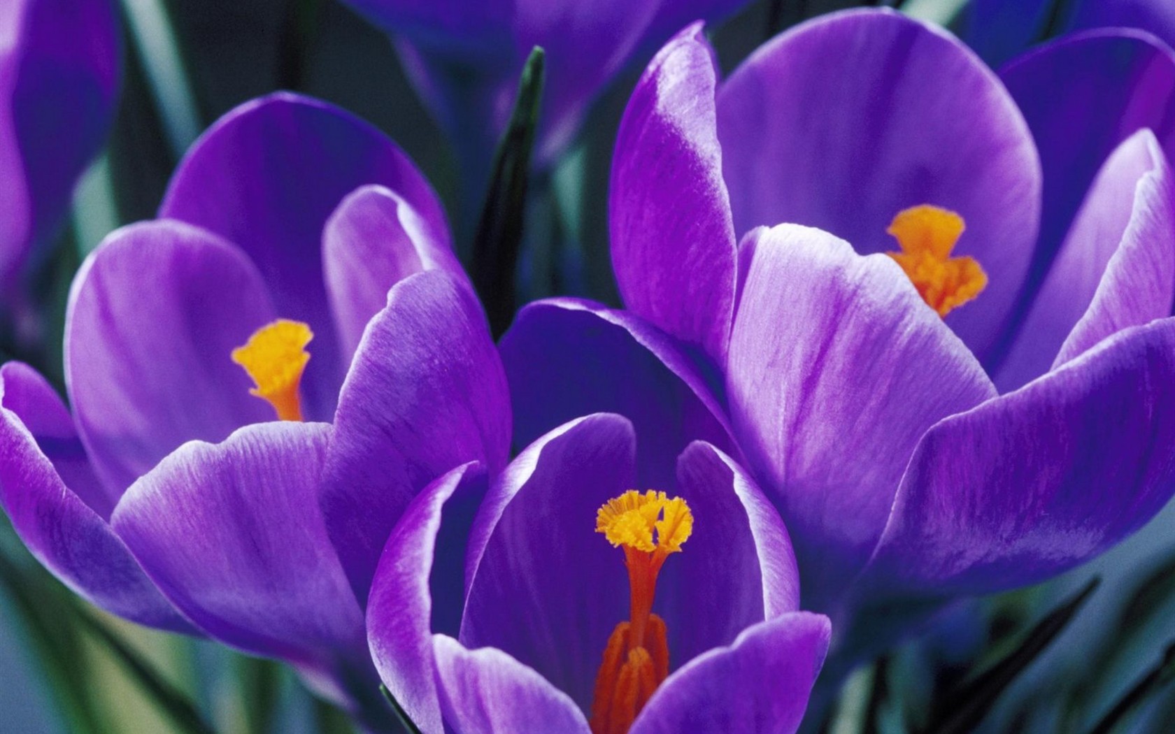 美麗鮮花桌面壁紙(三) #40 - 1680x1050