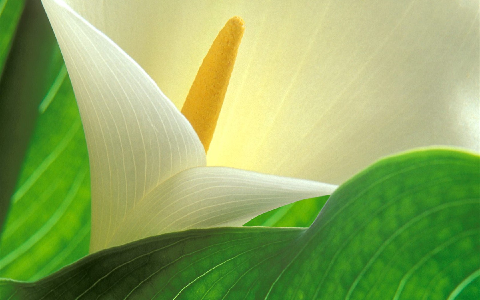 美麗鮮花桌面壁紙(三) #47 - 1680x1050
