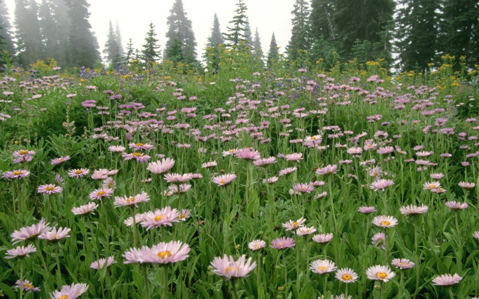 Belles fleurs fonds d'écran (3) #48 - 1680x1050