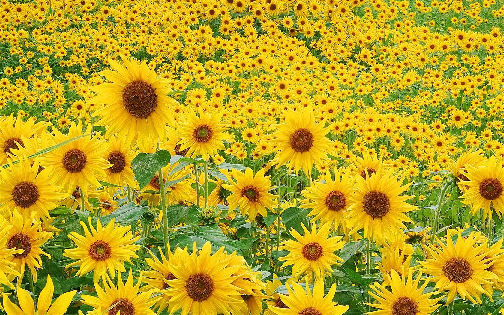 美麗鮮花桌面壁紙(三) #51 - 1680x1050