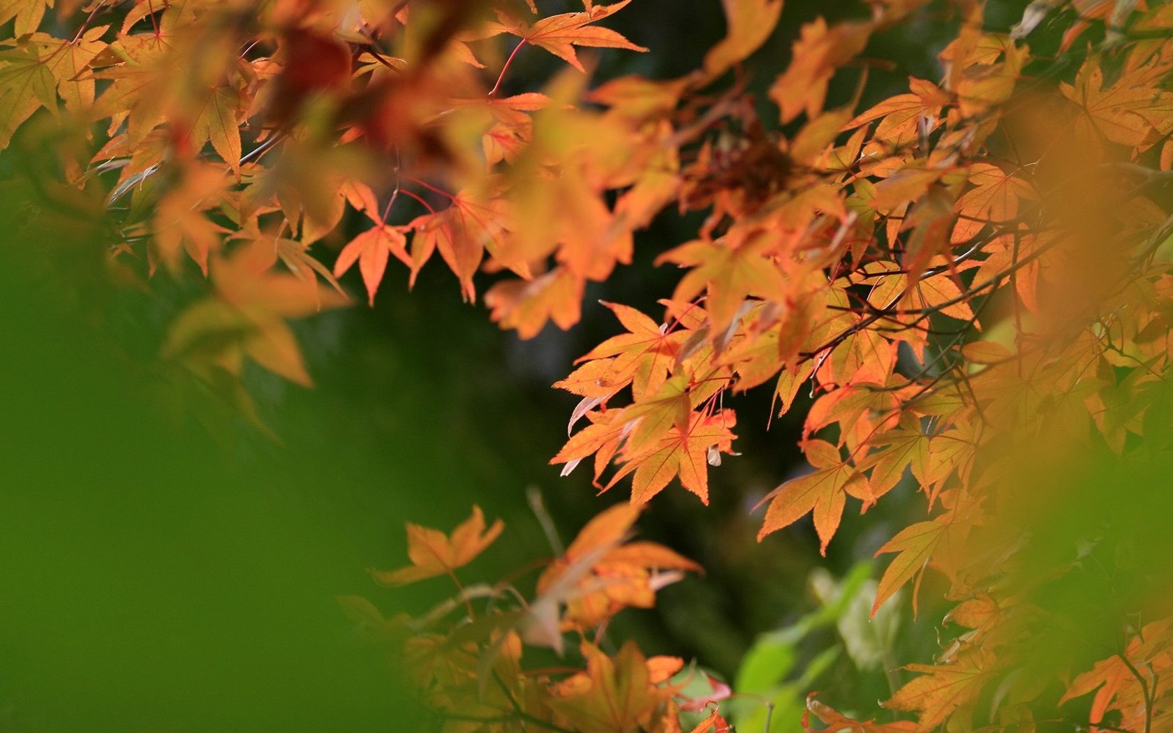 Japan Tour: Rokko Hory listy #6 - 1680x1050