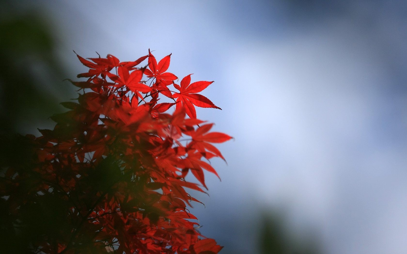 Japan Tour: Rokko Hory listy #7 - 1680x1050