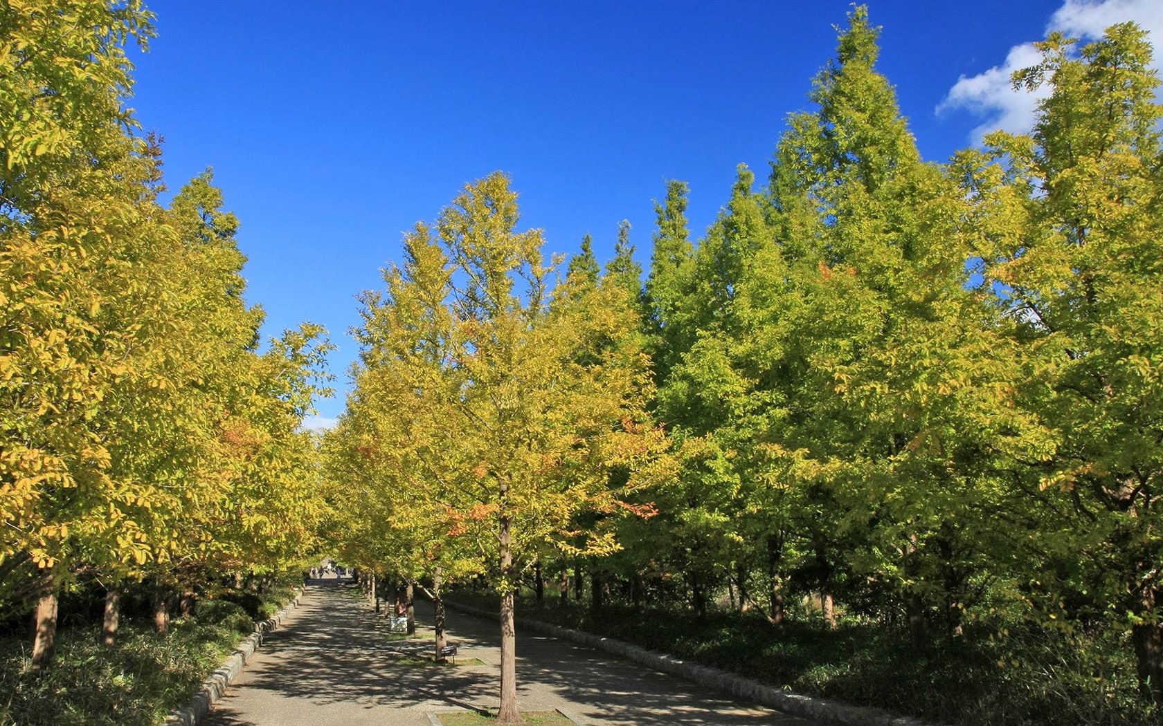 Japan Tour: Rokko Mountain leaves #17 - 1680x1050