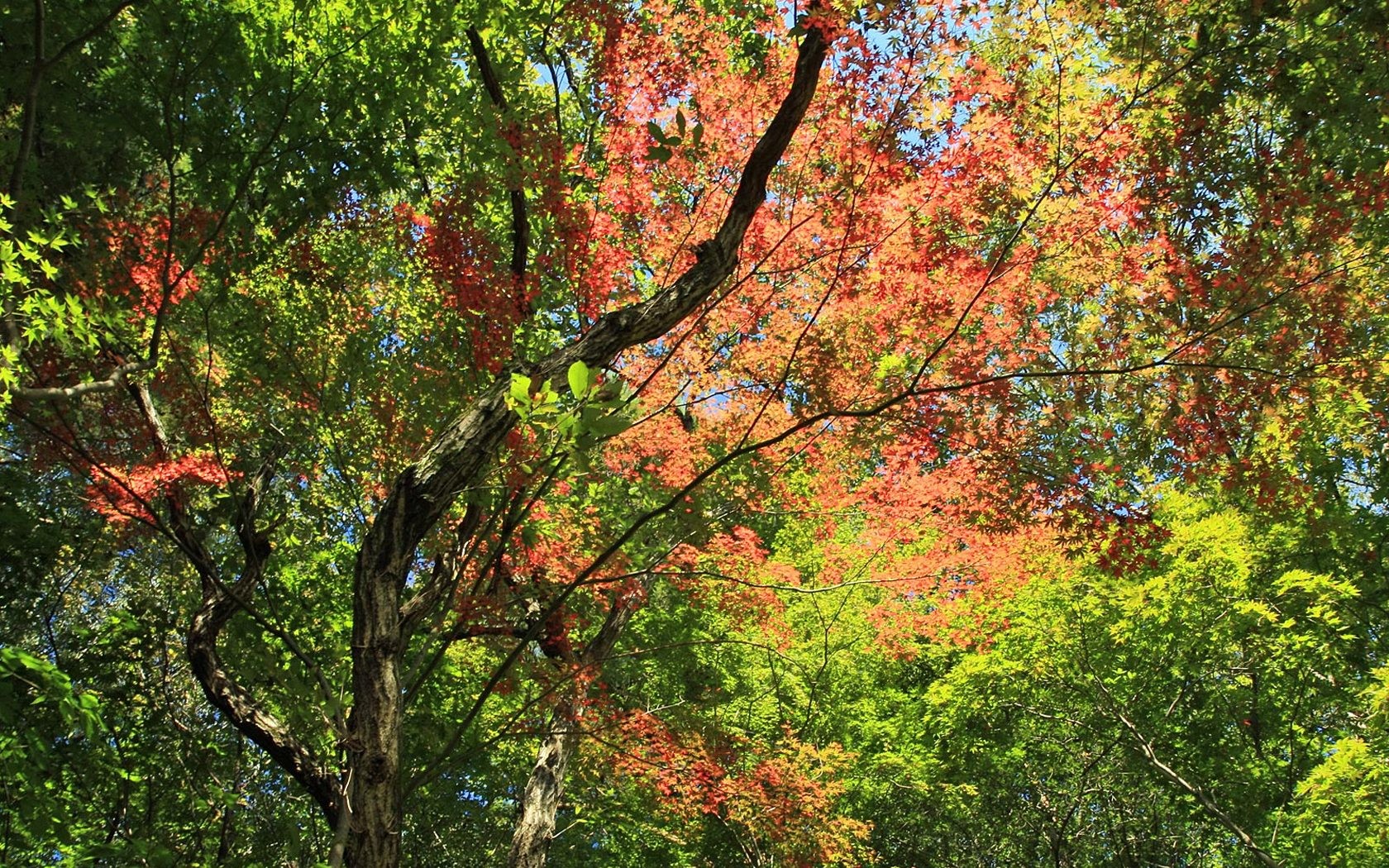 日本之旅：六甲山之紅葉 #22 - 1680x1050