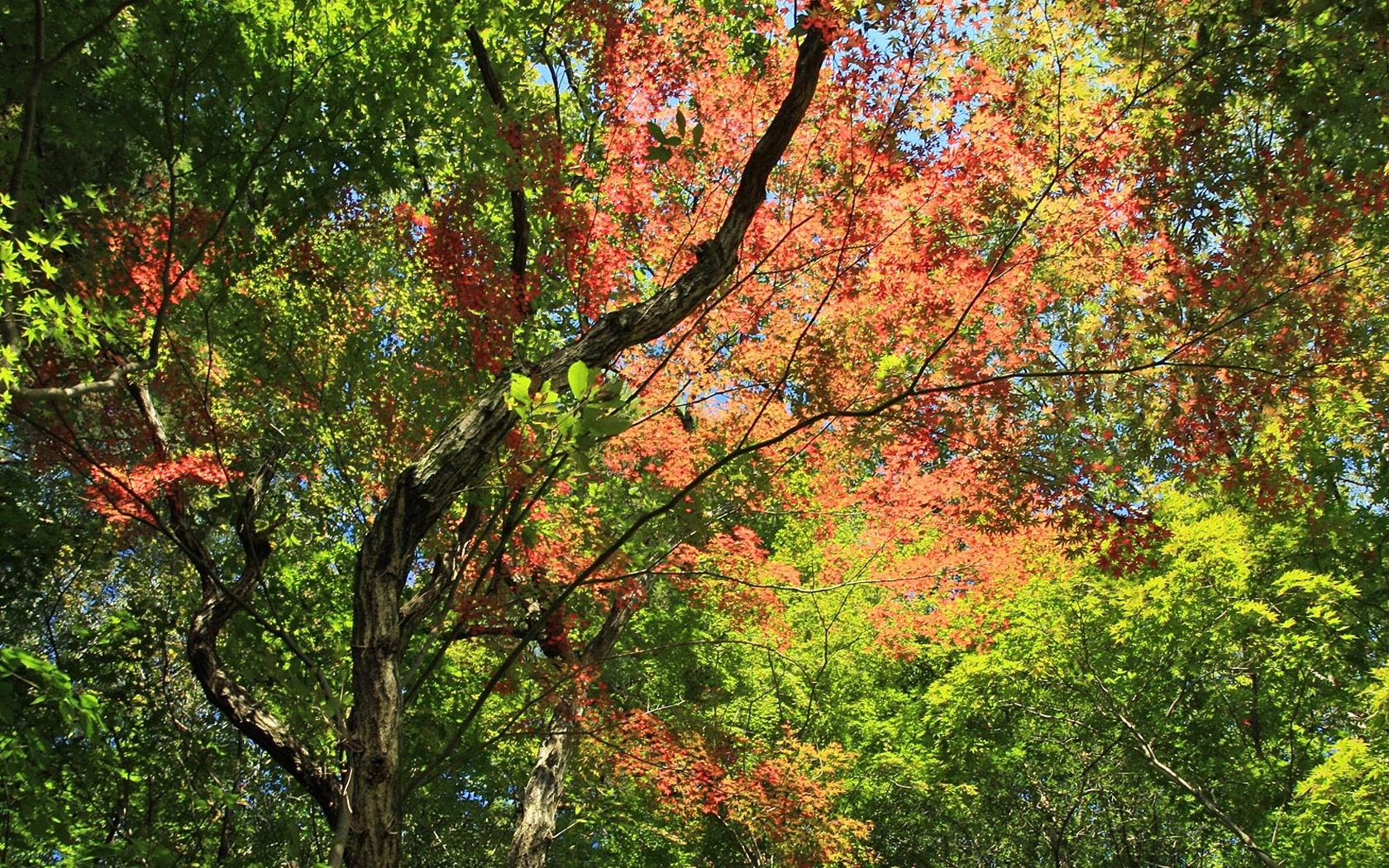 Japan Tour: Rokko Mountain leaves #22 - 1680x1050