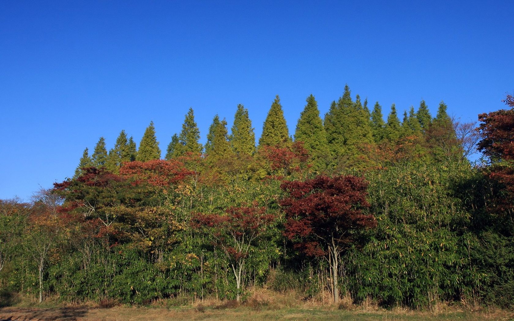 Japan Tour: Rokko Mountain leaves #24 - 1680x1050