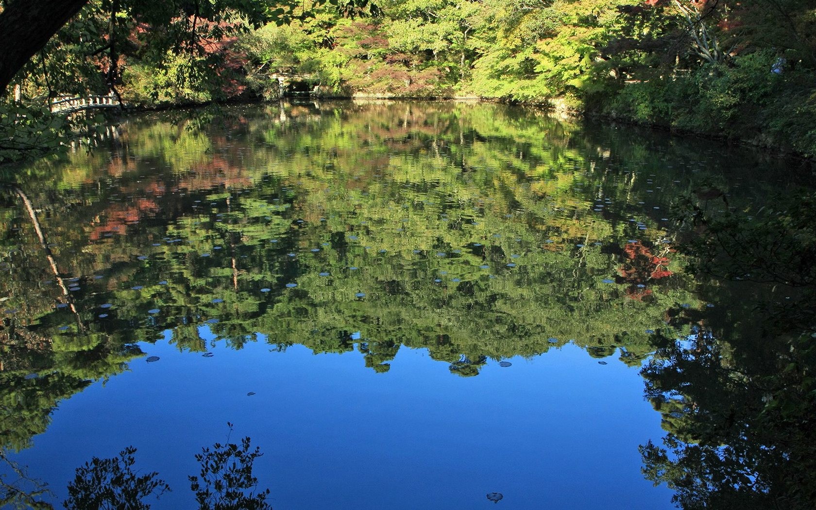 Japan Tour: Rokko Mountain leaves #29 - 1680x1050